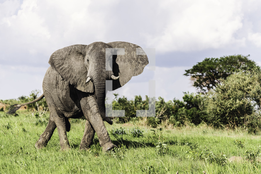 charging elephant 