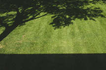 shadow of a tree on green grass 