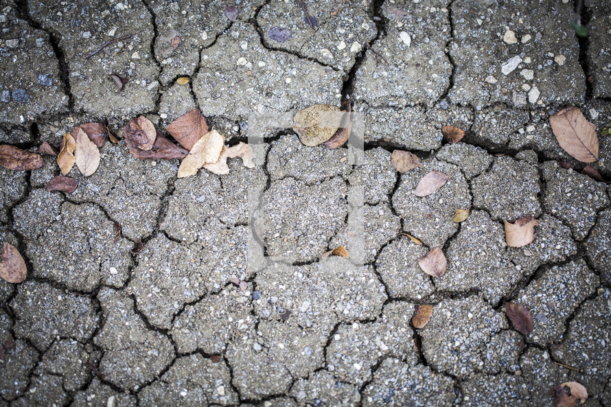 Leaves on the cracked earth.