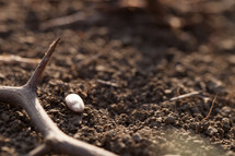 seed and thorns in the soil 