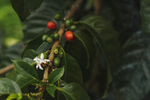 Coffee bean plant