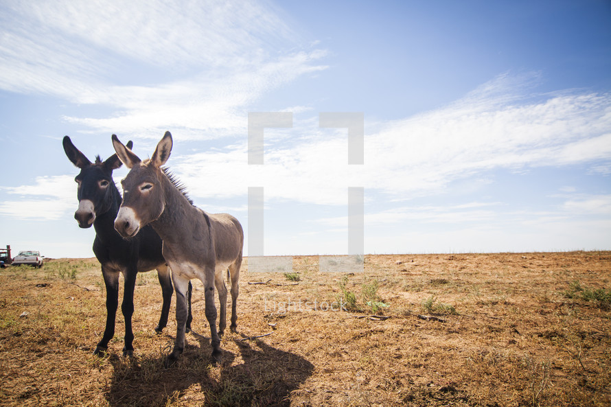 two donkeys 