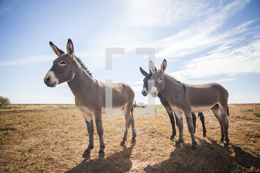 three donkeys 