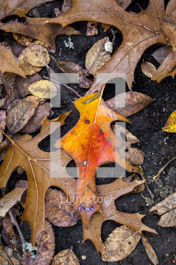 brown fall leaves on wet ground 