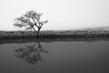 reflection of a tree on pond water 