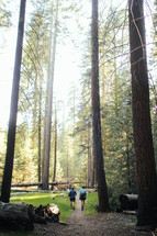 people hiking a trail in a forest 
