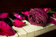 rose petals on a piano 