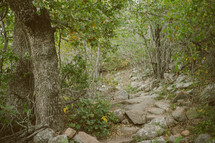 stone path in a forest 
