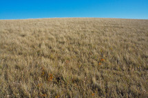 prairie grassland