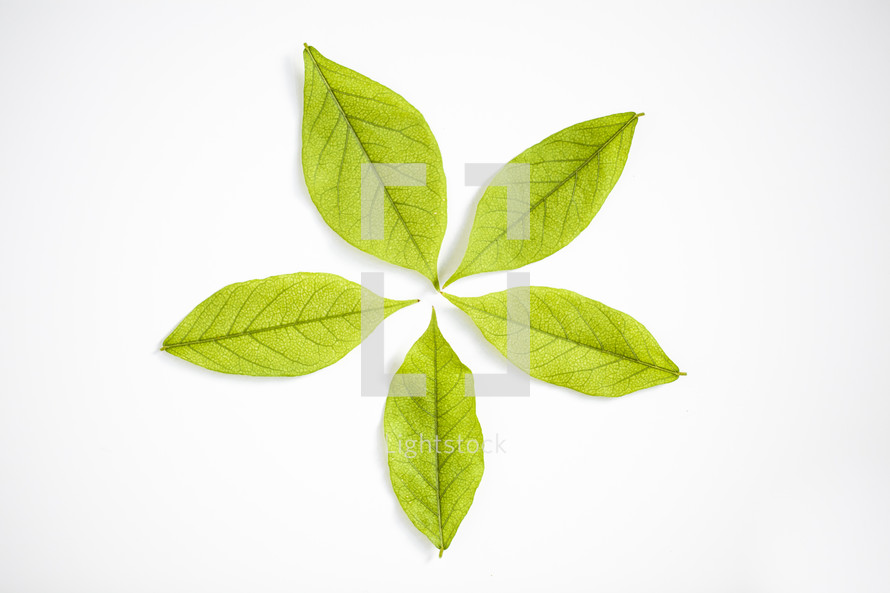 green leaves on white background 