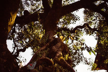 twisted tree trunk in Nepal 