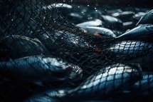 Net Full of Fishes