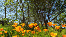 orange wildflowers in spring 