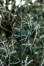 Frozen small branches in the Christmas season