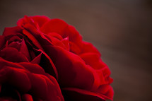 red roses macro
