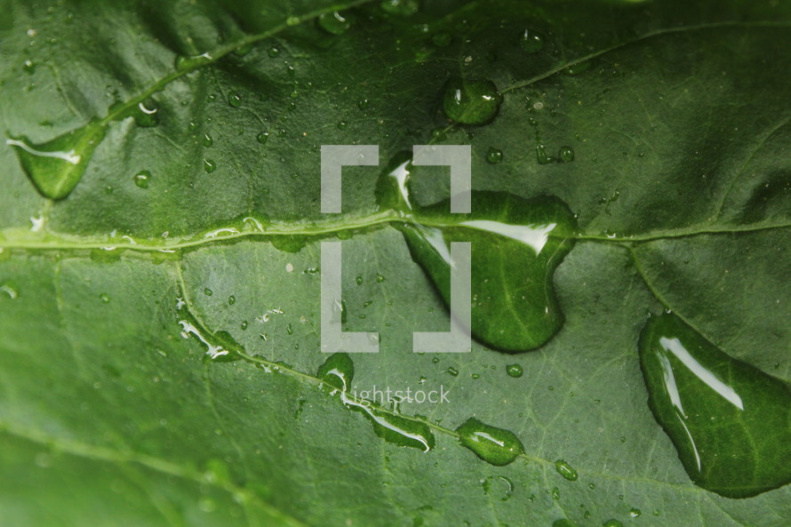 wet green leafy lettuce 