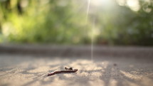 earthworm drying up on a sidewalk 