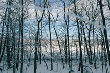 bare trees in a winter forest 