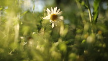 sunlight on a daisy 