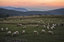 Herd of sheep grazing in a pasture.