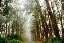 a tree lined road 