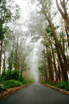 a tree lined rural road 