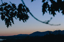 leaves on a tree and mountain range at dusk 