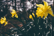 yellow spring daffodils 