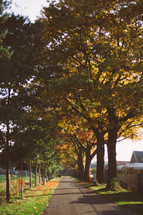 a tree lined rural road in a fall 