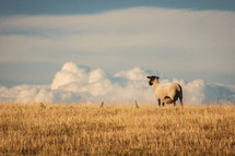 sheep in the clouds 