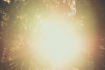 Prayer Mountain | Light Rays | Forest | Trees | Encounter | Sun Through Trees | Shine