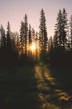 Forest Sunrise | Light Through Trees | Flare | New Day | New Beginning