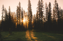 Morning Sunrise Through Trees | Summer | Trees