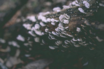 lichen on a log 