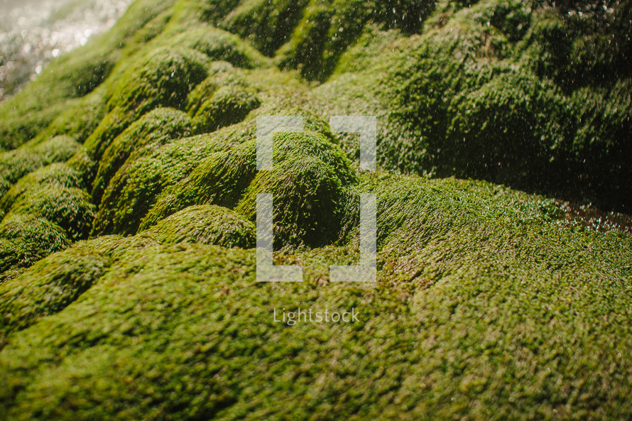 green moss on rocks 