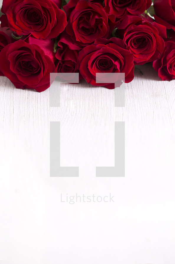 red roses on white background 
