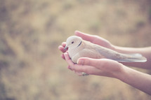 Hands holding a dove.