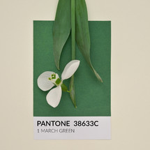 Abstract 1 March Pantone Green Cardboard With Snowdrop. 