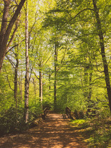 path through a summer forest 