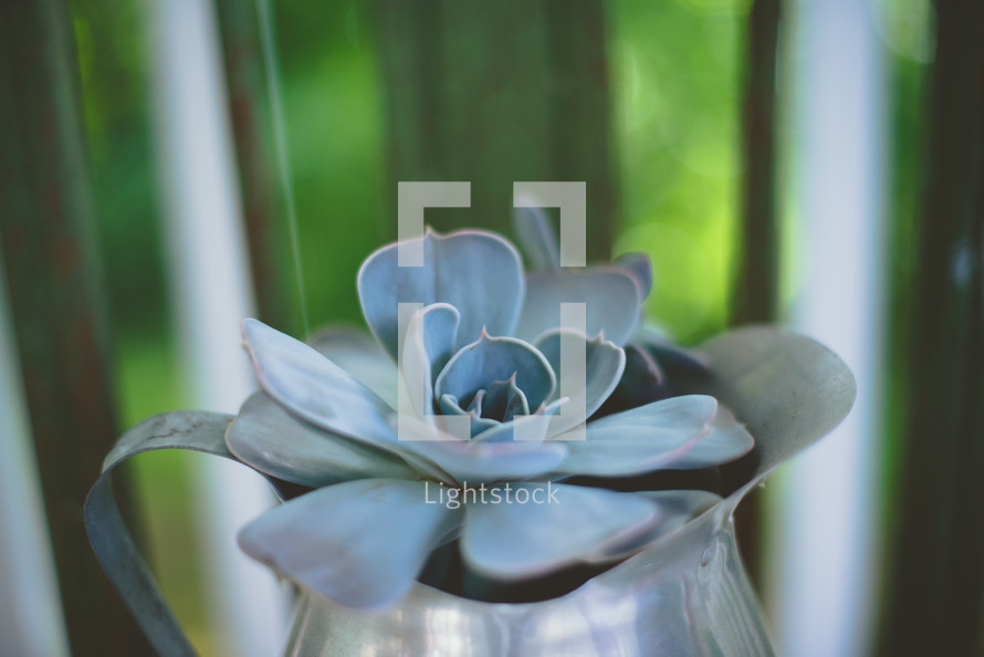 succulent plant in a silver pitcher 