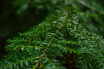 Pine Tree Branch and Needles