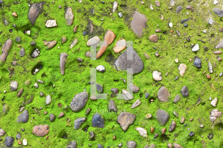 rocks in moss on a wall 