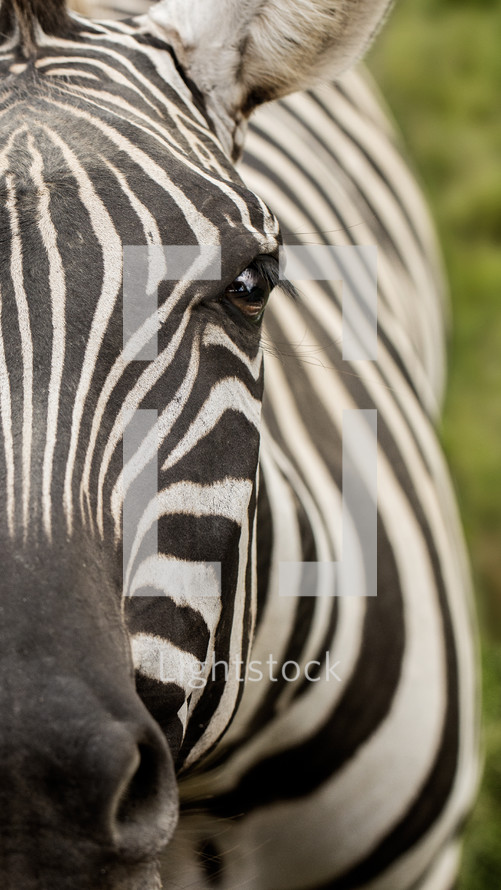 zebra closeup 