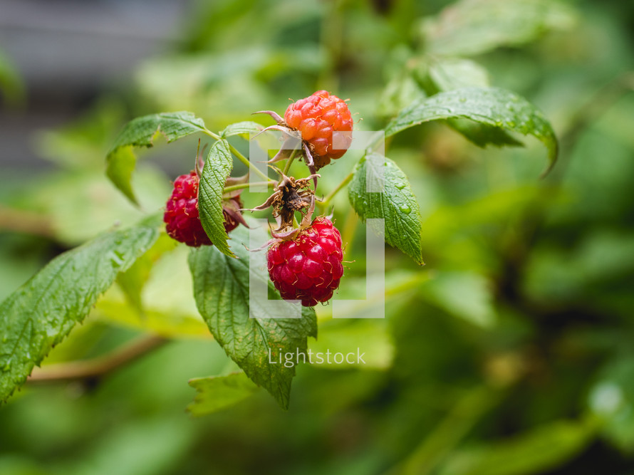 ripe raspberries 