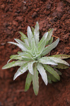 Plant emerging from red soil.