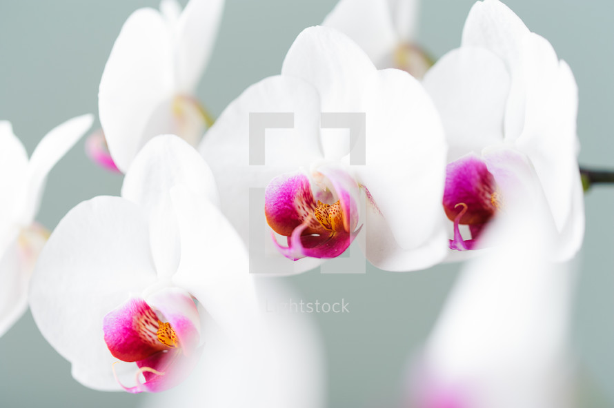 white and fuchsia orchid flower 