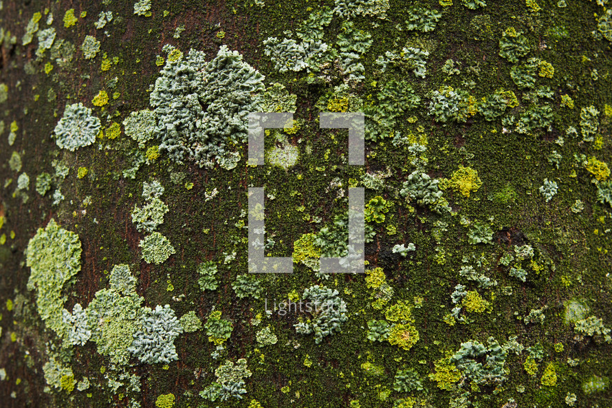 moss and lichen on a rock 