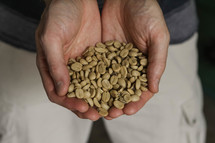 cupped hands holding raw coffee beans