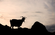 Silhouette of one single goat on a rock in orange sunset background
