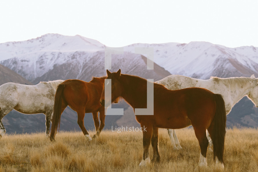 Horses in the mountains.